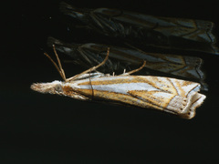 Crambus pratella