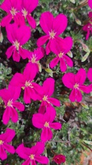 Pelargonium sericifolium