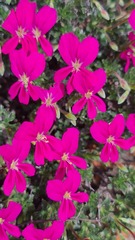 Pelargonium sericifolium