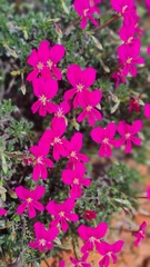 Pelargonium sericifolium