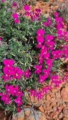 Pelargonium sericifolium