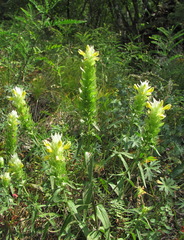 Melampyrum argyrocomum