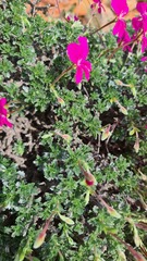 Pelargonium sericifolium