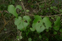 Calystegia tuguriorum