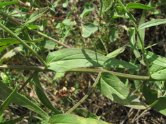 Melampyrum argyrocomum