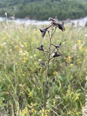 Delphinium triste