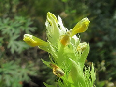 Melampyrum argyrocomum