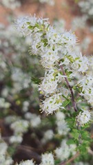Selago namaquensis