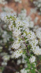 Selago namaquensis