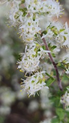 Selago namaquensis