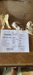 Hypomyces chlorinigenus