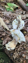 Hypomyces chlorinigenus