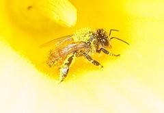 Apis mellifera