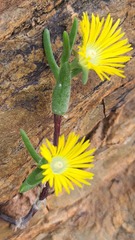 Mitrophyllum