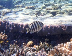 Abudefduf septemfasciatus