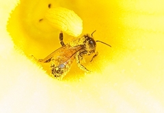 Apis mellifera