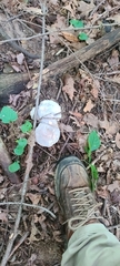 Hypomyces chlorinigenus