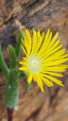 Mitrophyllum