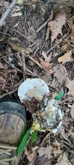 Hypomyces chlorinigenus