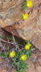 Mitrophyllum