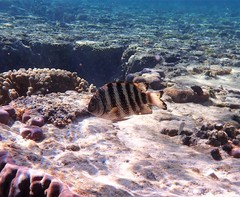 Abudefduf septemfasciatus