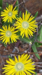 Mitrophyllum