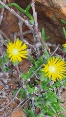 Mitrophyllum