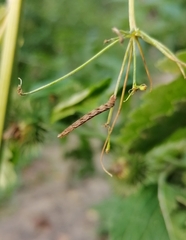 Eupithecia succenturiata