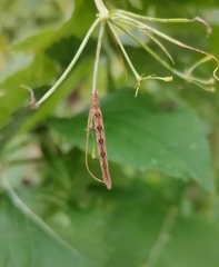 Eupithecia succenturiata