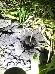 Procambarus steigmani