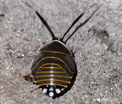 Rochaina mexicana