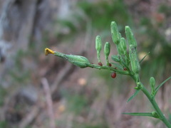Lactuca quercina