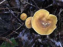 Cantharellus appalachiensis