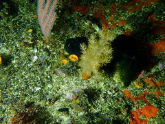 Eunephthya celata