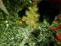 Eunephthya celata