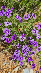 Jamesbrittenia fruticosa