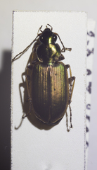 Agonum marginatum