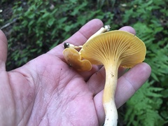 Cantharellus appalachiensis