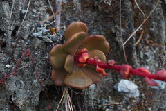 Sedum laxum