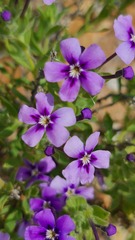 Jamesbrittenia fruticosa