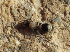 Stenomutilla argentata