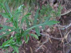 Lactuca quercina