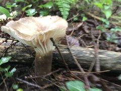 Lactifluus gerardii
