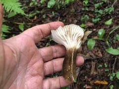 Lactifluus gerardii