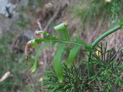 Lactuca quercina