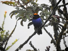 Iridosornis rufivertex