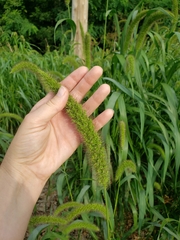 Setaria italica