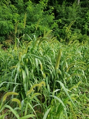 Setaria italica