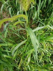 Setaria italica