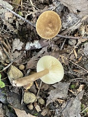 Lactarius subvernalis